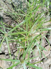 Cyperus brevifolius