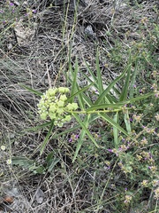 Asclepias asperula