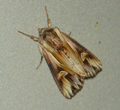 Actinotia polyodon