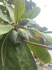 Terminalia