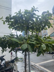 Terminalia