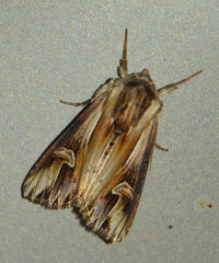 Actinotia polyodon