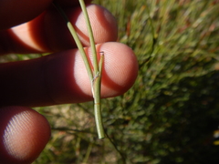 Willdenowia arescens