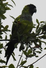 Aratinga nenday