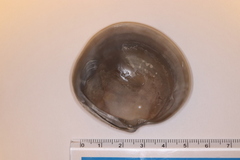 Dosinia japonica