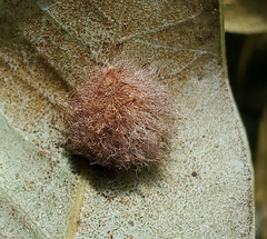 Disholandricus lasius