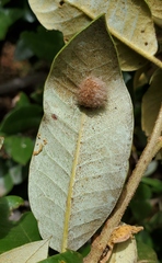 Disholandricus lasius