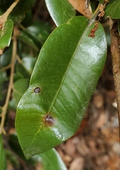 Disholandricus lasius