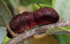 Disholandricus chrysolepidis