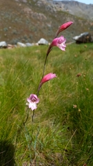 Gladiolus hirsutus