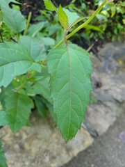 Heliopsis helianthoides