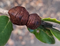 Disholandricus chrysolepidis