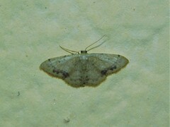 Idaea squamulata