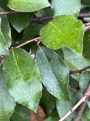 Elaeagnus
