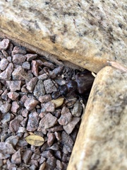 Macrodontia crenata