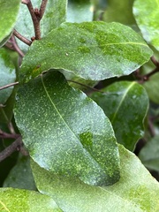 Elaeagnus
