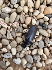 Macrodontia crenata