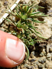 Ifloga glomerata