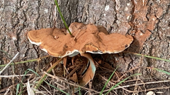 Ganoderma polychromum