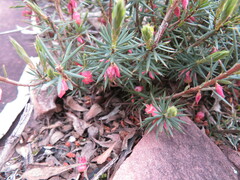 Brachyloma ericoides