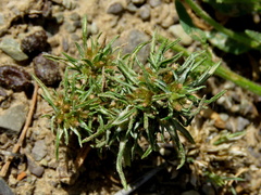 Ifloga glomerata