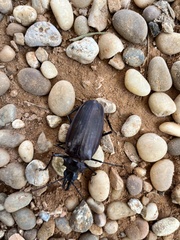 Macrodontia crenata