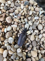 Macrodontia crenata