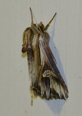 Actinotia polyodon