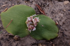 Massonia