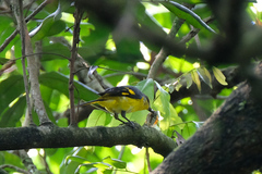 Pericrocotus speciosus