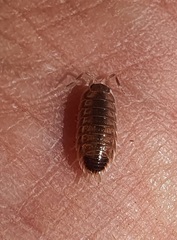 Proporcellio