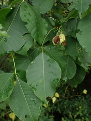Ptelea trifoliata