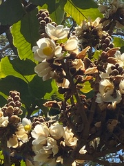 Couratari macrosperma