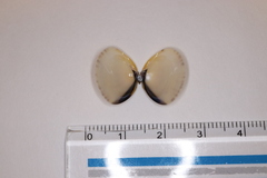 Ruditapes philippinarum
