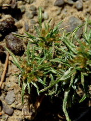 Ifloga glomerata