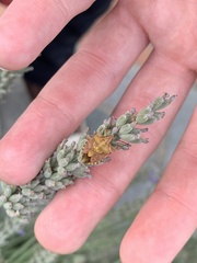 Carpocoris
