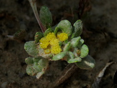 Lasiopogon