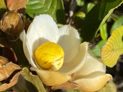 Couratari macrosperma