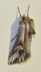 Actinotia polyodon