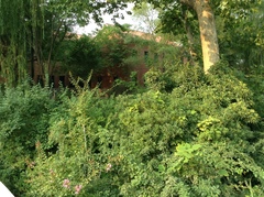 Spizixos semitorques