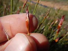 Willdenowia arescens