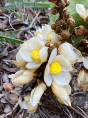 Couratari macrosperma