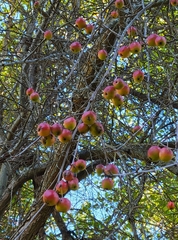 Malus prunifolia