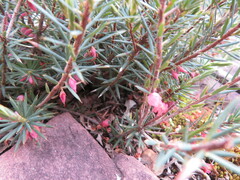 Brachyloma ericoides