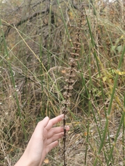 Dracocephalum thymiflorum