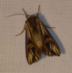 Actinotia polyodon