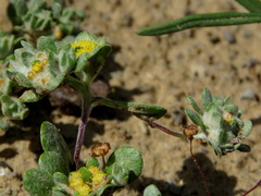 Lasiopogon