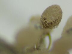 Arcyria riparia