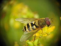 Syrphus torvus