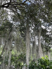 Tillandsia usneoides
